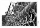 Razor Barbed Wire 